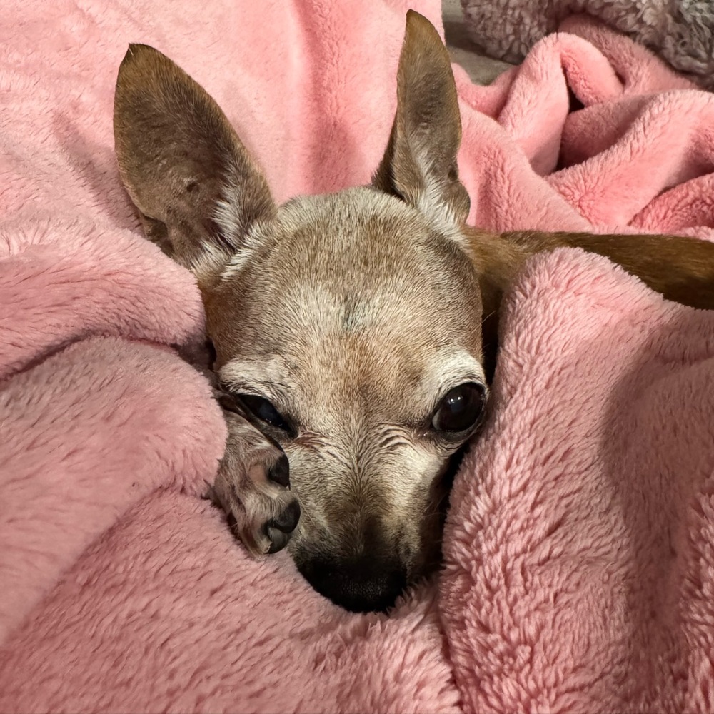 Meet your Posher, Shirley